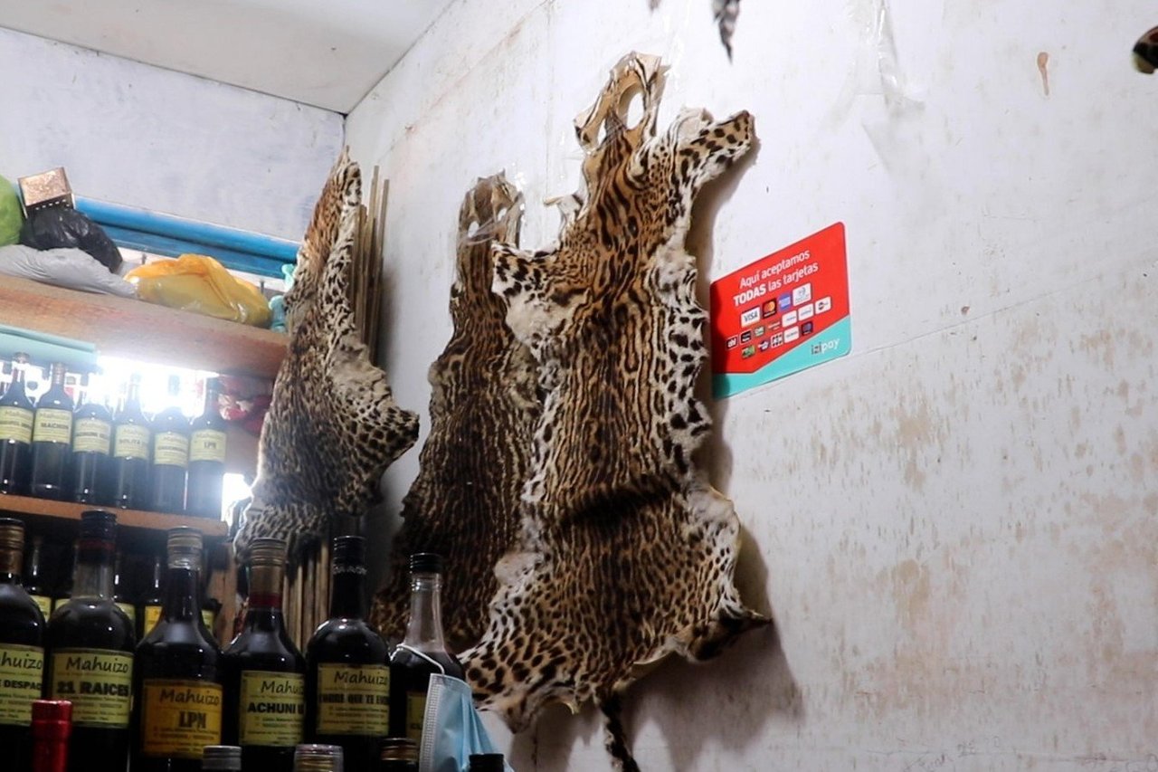 A pangolin in a cage.