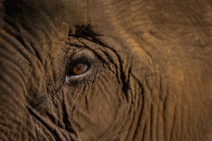 World Animal Protection Sverige - Elefanter är vilda djur som  hör hemma i naturen - Foto: Tom Svensson