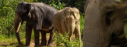 Elefantreservatet Following Giants i Thailand