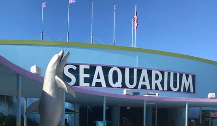 Efter hård kritik från amerikanska myndigheter måste Miami Seaquarium i Florida sluta med sina delfinshower. Det är en stor framgång som World Animal Protection arbetat för sedan 2019. Miami Seaquarium, Florida, USA on September 15, 2019. Three entertainment shows were documented: the “top deck dolphin show” with several bottlenose dolphins, the “Flipper Show” where trainers are seen swimming and doing tricks with the dolphins, and lastly the “Killer Whale Show” with Lolita (Tokitae) and three Pacific-white-sided dolphins. Pictured: the entrance to Miami Seaquarium. Foto: Emily Huggins