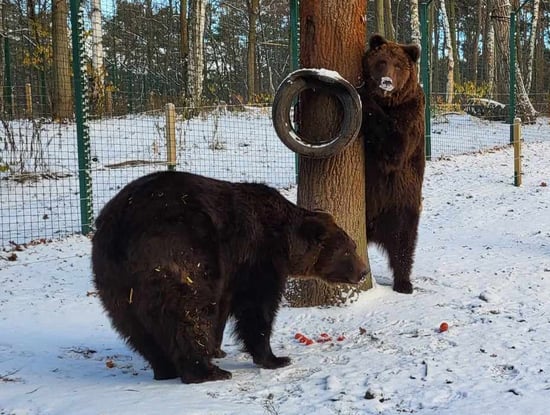 De tioåriga björnarna Chip & Dale är bröder från det krigsdrabbade Ukraina. För att säkerställa att de får bästa möjliga liv behöver de få komma till vårt reservat.    De behöver transport till reservatet, veterinärvård och bra mat så att de får ett långt, tryggt liv med många nya björnkompisar.