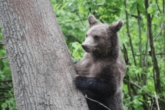 Björnarna på reservatet Libearty