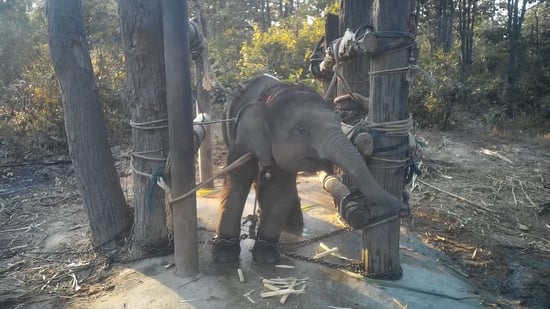 Tusentals elefanter lever i dag i fångenskap i den thailändska turistindustrin. Det är främst genom avel som utnyttjandet kan fortsätta. World Animal Protection har därför startat en namninsamling för ett förbud mot avel med elefanter i Thailand.