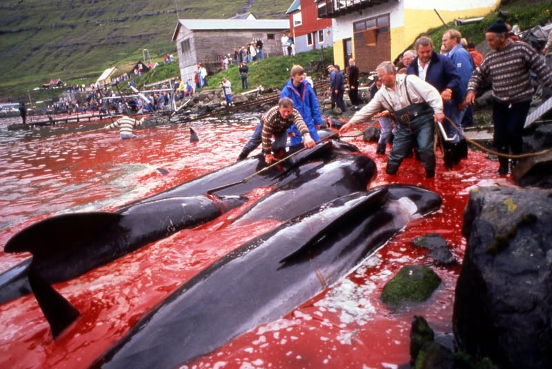 Registro do passado ilustra a prática da caça por encurralamento nas Ilhas Faroe 