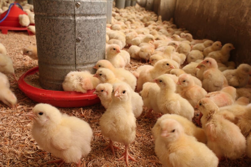 Kycklingar i livsmedelsindustrin