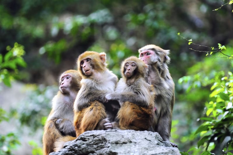 macaque monkeys in the wild