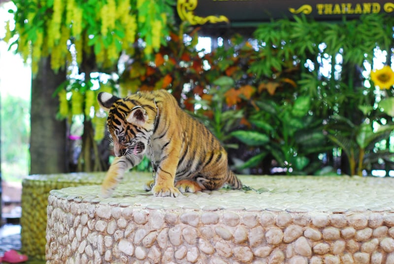 Tiger i fångenskap 