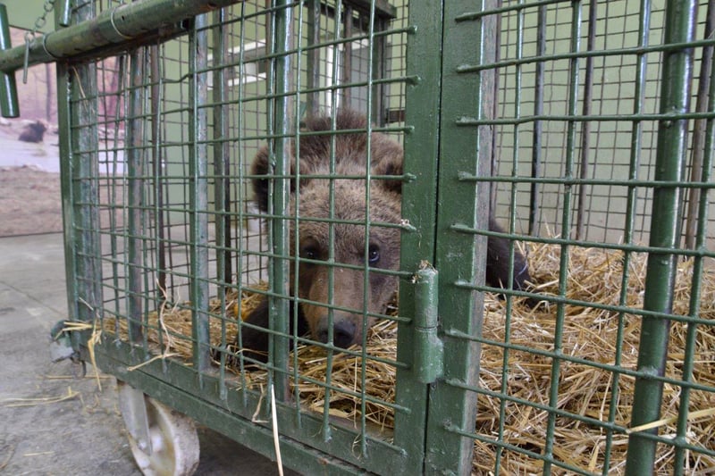 Rumänien: Se filmen om björnungen Paddingtons räddning