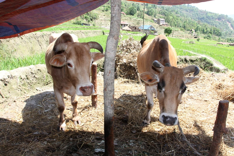 Vi hjälper djur i dubbelt drabbade Nepal