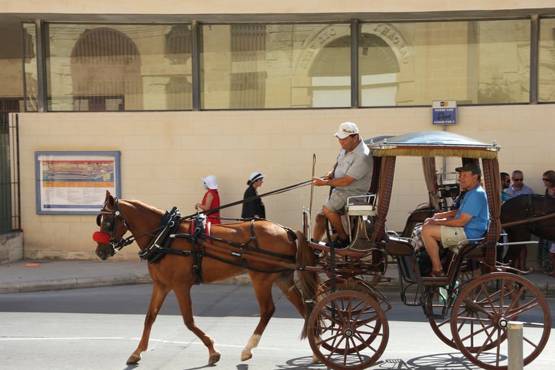 Een Maltees werkpaard trekt koets. 