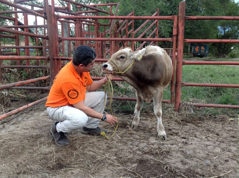 Veterinären Murillo har hjälpt djur under 60 katastrofer