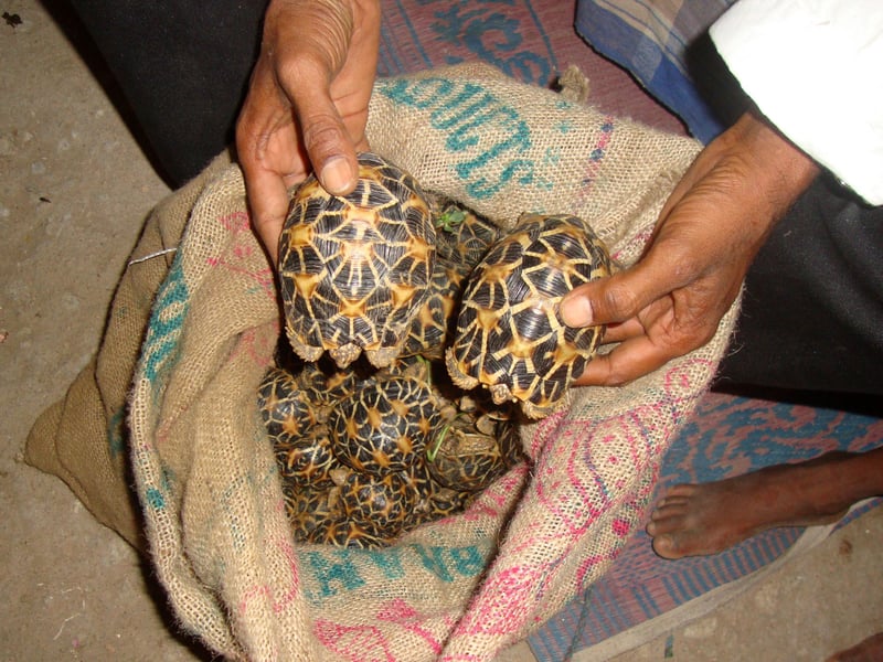 Unga stjärnsköldpaddor packas i säckar för att smugglas ut ur Indien. 