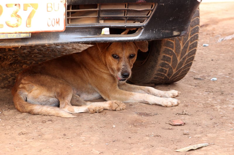 Internationella rabiesdagen: Vi vaccinerar hemlösa hundar i Afrika 