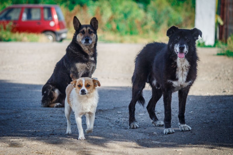 1.000-2.000 hunde, katte og andre dyr kan hver år få hjælp på den dyrlægeklinik, vi er med til at finansiere i Rumænien.