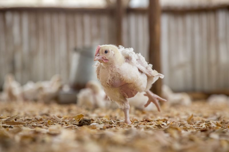 Även kycklingar i industriell uppfödning vill leka