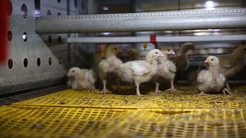 Djurskyddsorganisation uppmanar KFC till bättre djurvälfärd på Djurens Dag