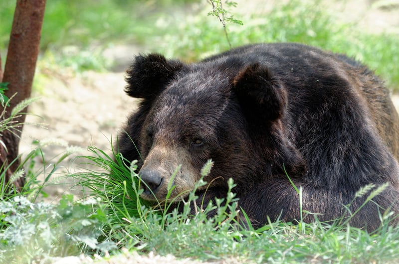 To bjørne er reddet i Pakistan