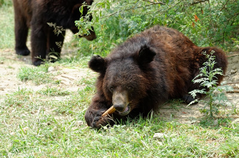 Balkasars björnar får det bästa med ny ekologisk odling