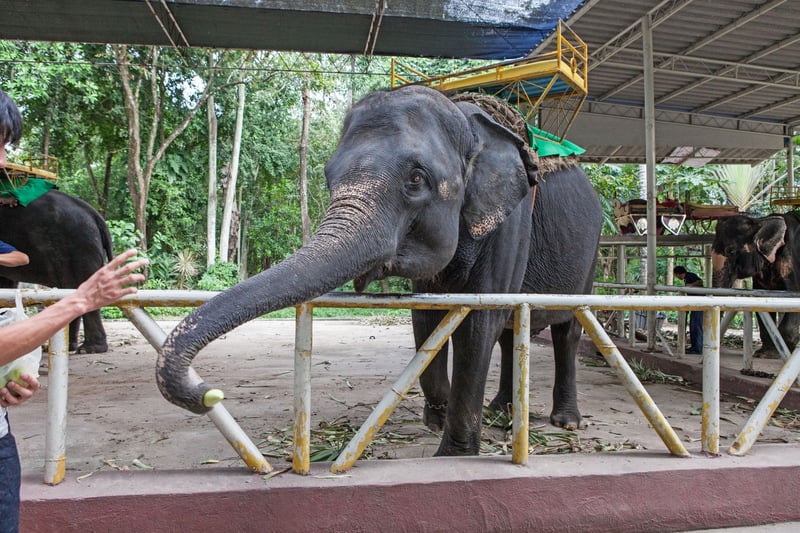 9 saker du behöver veta om elefantridning 