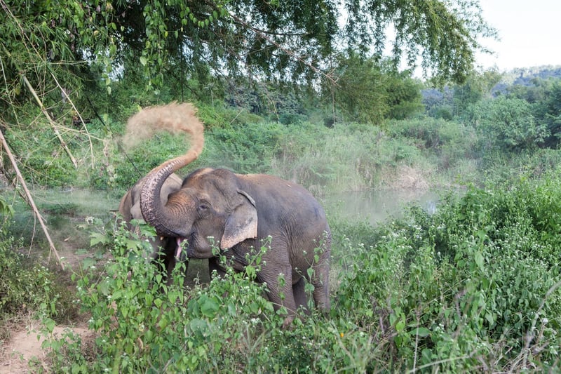 Räddade elefanter i frihet på BLES