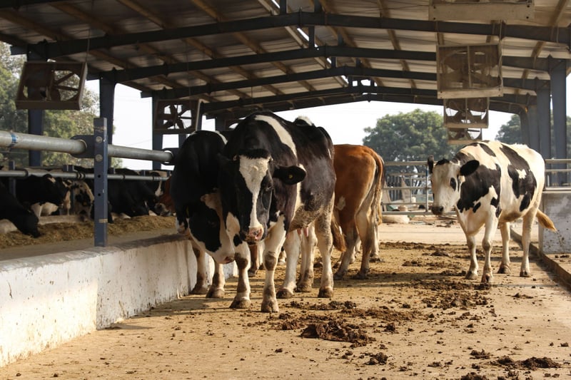 Goda nyheter för mjölkkor i Indien
