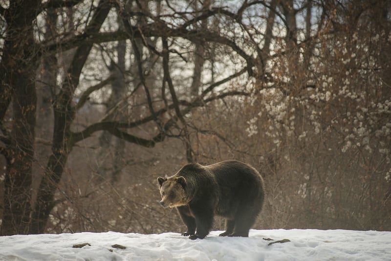 Björn njuter av snön i det vilda