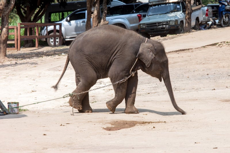 Elefant fastkedjad för att underhålla turister
