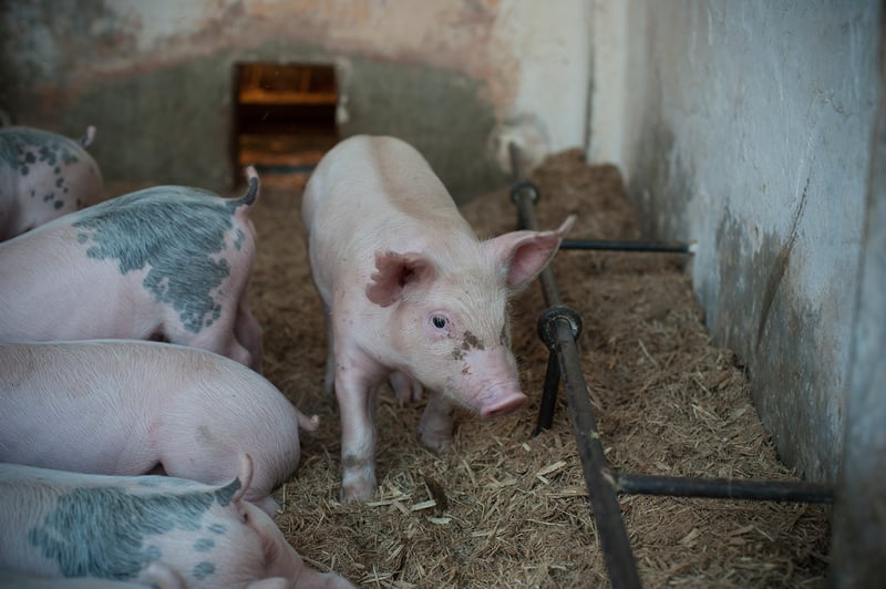 Pressmeddelande: Ledande globala företag ger grisar bättre livsvillkor