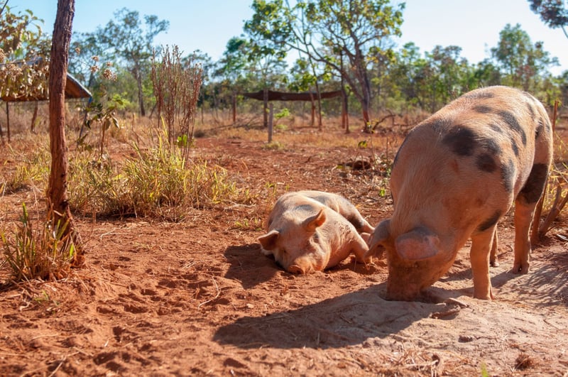 Tack vare dig får miljontals grisar i Brasilien bättre liv