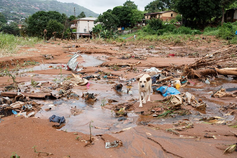 Hjälp är på väg till lidande djur efter ödeläggande jordskred i Sierra Leone 