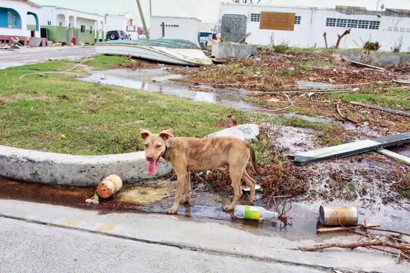 En hund som lämnats kvar när Barbuda evakuerades och invånarna flyttats till grannön Antigua