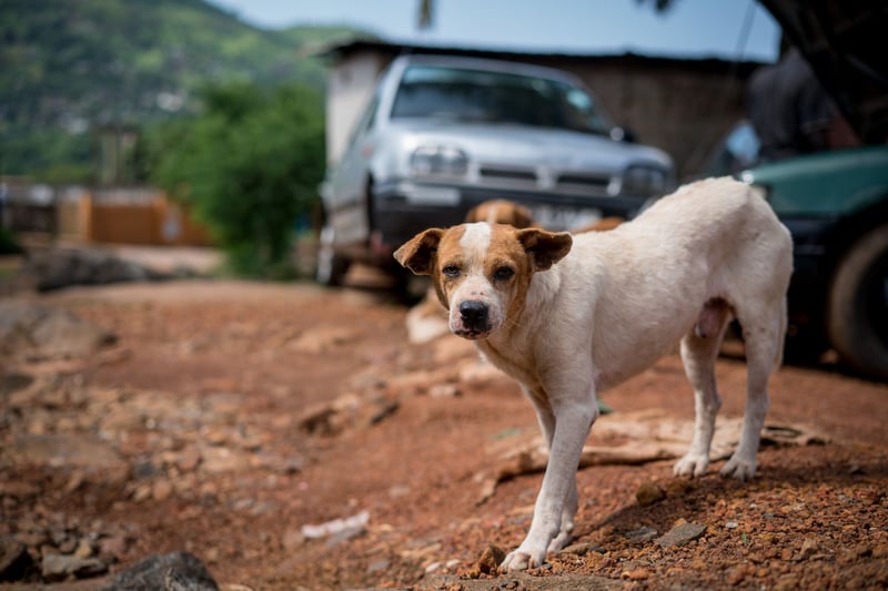 Vårt arbete för hundar fortsätter i Sierra Leone
