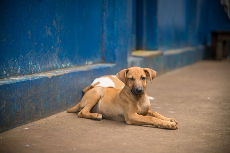 Hemlösa hundar i Sydostasien – en volontär berättar