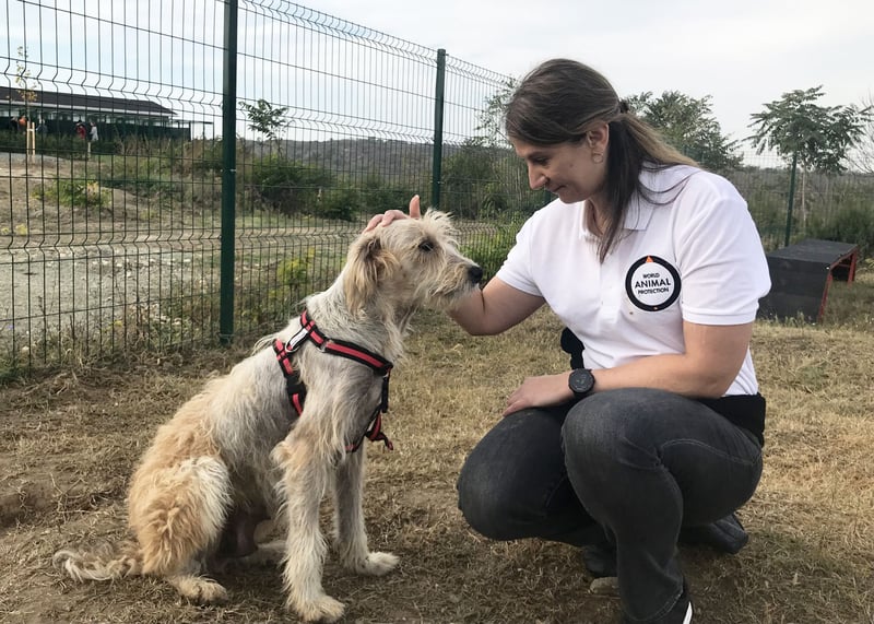 Rumänien: Nya veterinärkliniken gör skillnad för djuren