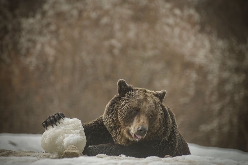 Björn i snön 