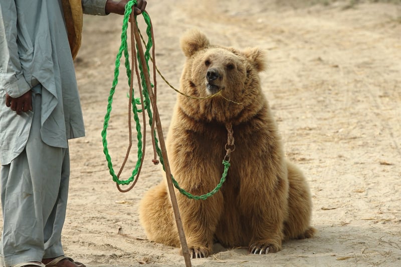 Fortfarande över 100 dansbjörnar i Pakistan 