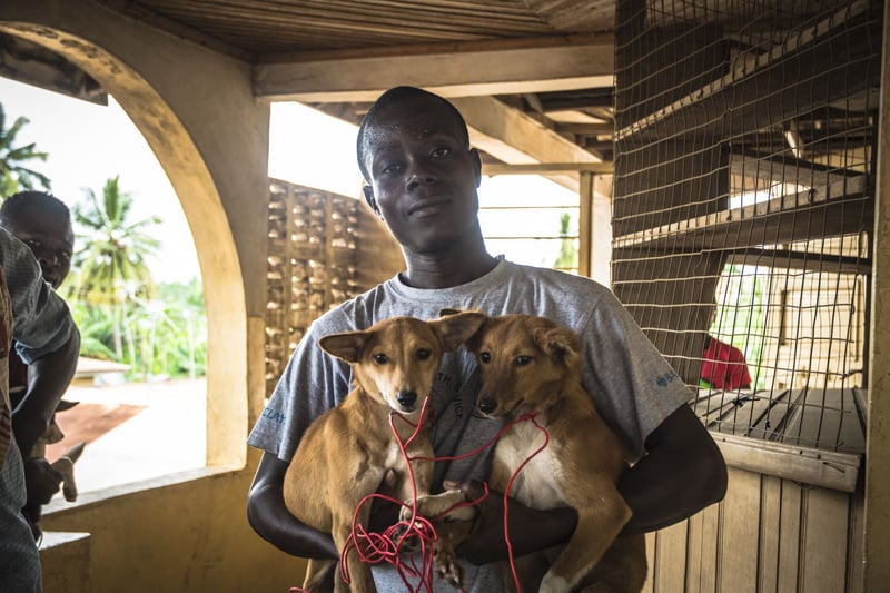 Vores arbejde med at vaccinere hunde mod rabies har inspireret flere afrikanske lande - senest Ghana.