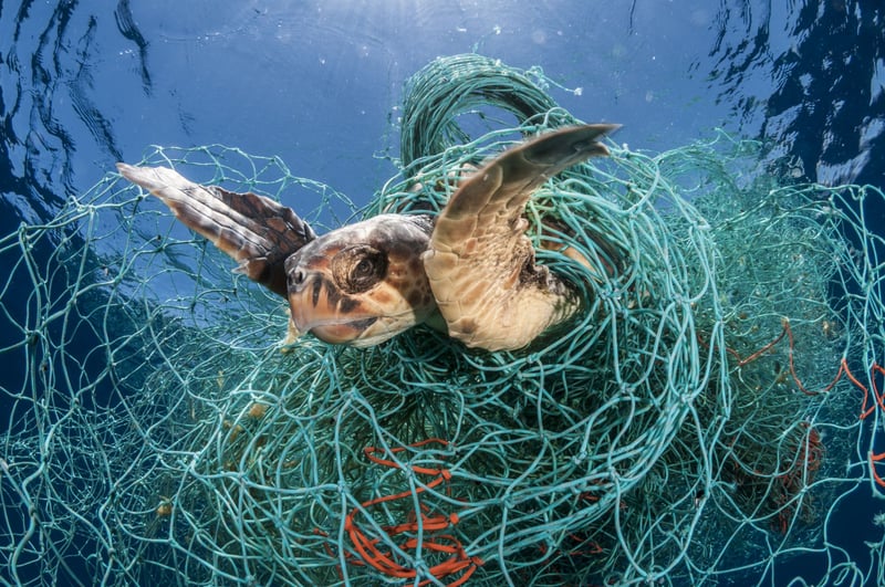 Pressmeddelande: Ny rapport: Företag gör för lite för att rädda djur från spöknät i haven
