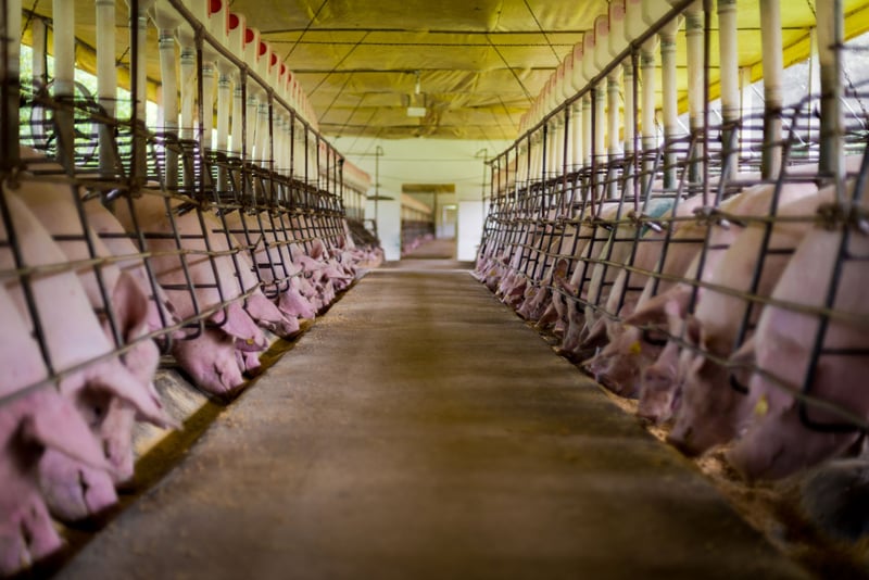 Dräktiga grisar i dräktighetslådor utfodras endast en gång om dagen