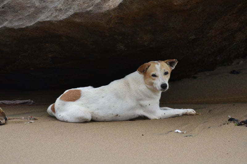 Hunden Mercy behandlades illa i Sierra Leone