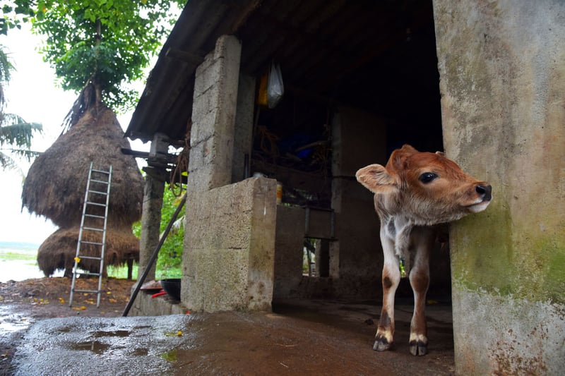 Tre indiska företag ger en halv miljon mjölkkor bättre liv