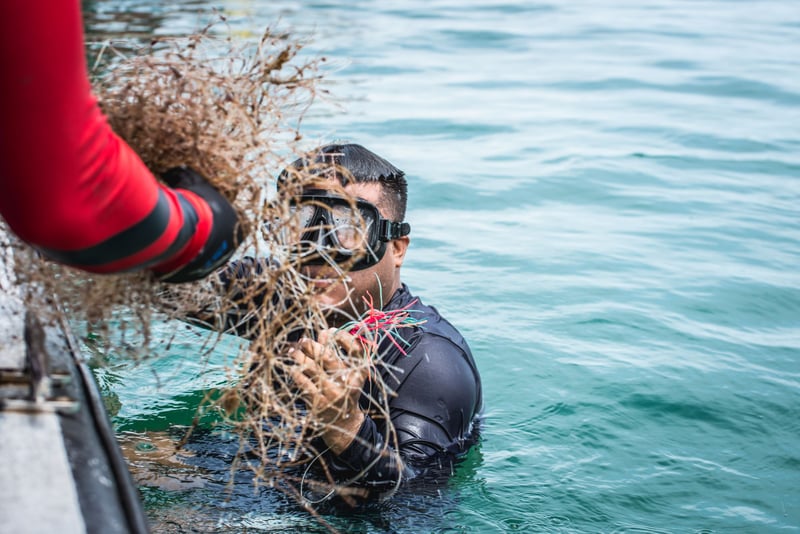 Tusentals dykare utbildas för att rädda havets djur