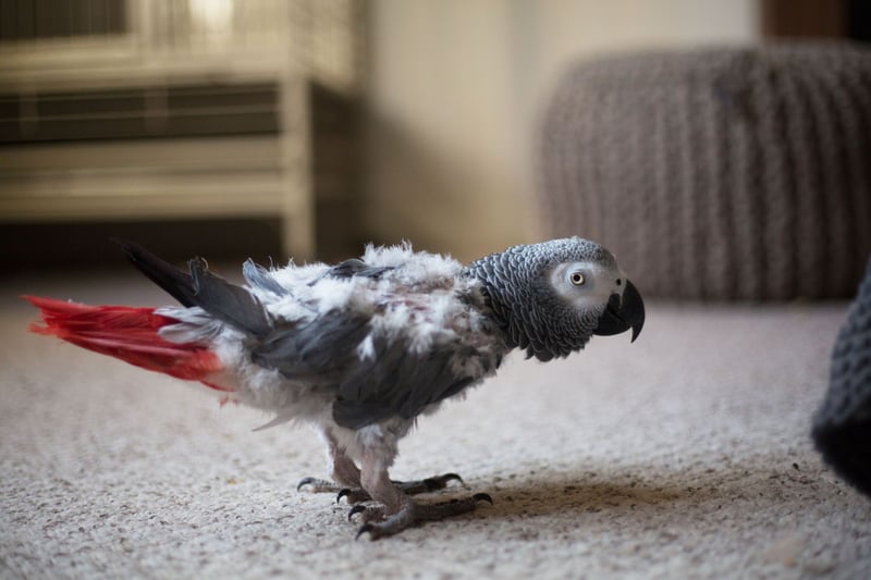 Skottland: Traumatiserade papegojan Roy räddades från garaget