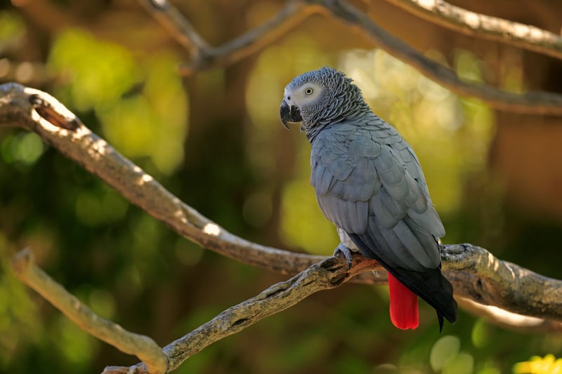 parrot, african gray parrot, wildlife not pets, wildlife