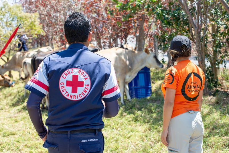 På en workshop i Costa Rica lærte vi Røde Kors-ansatte at beskytte dyr i naturkatastrofer.