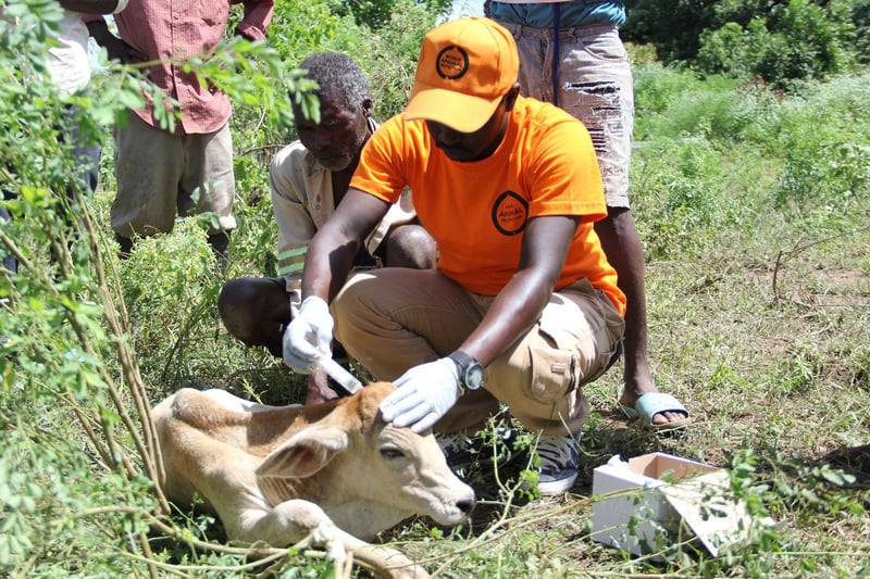 Södra Afrika: 1447 djur har hittills fått hjälp! 
