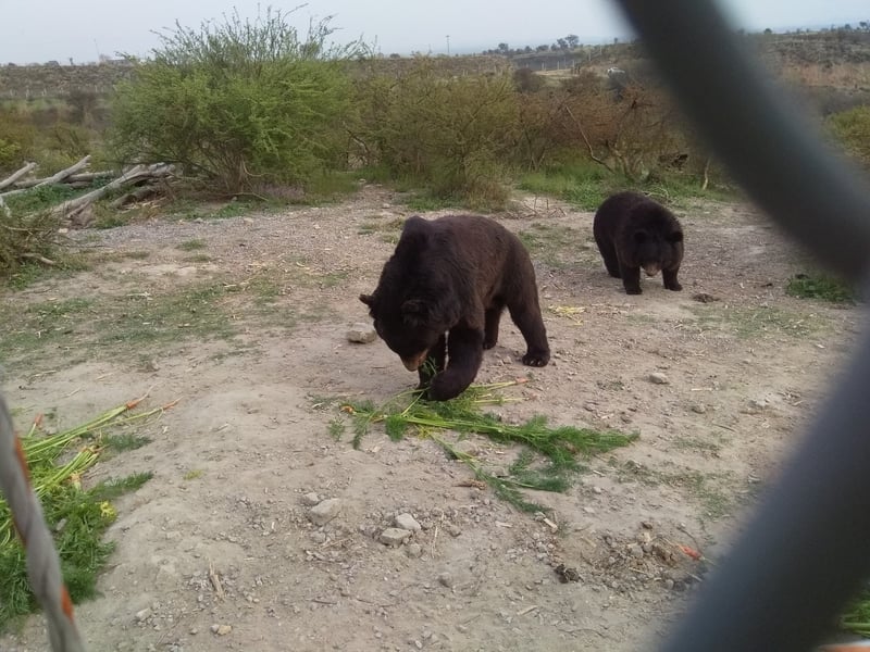 Björnar i reservatet Balkasar. 