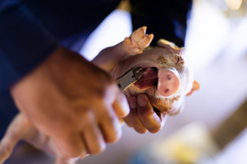 Gårdsarbetare klipper tänderna på en smågris 72 timmar efter födseln