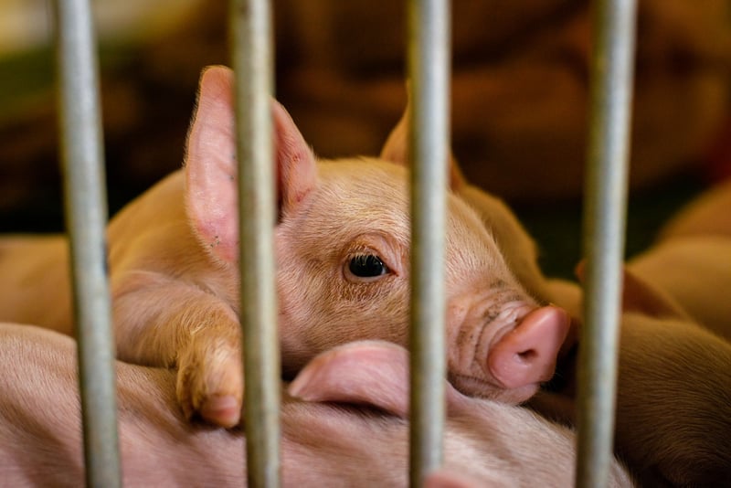Fabriksgårdsgrisar födda in i en livstid av lidande. Bildkredit Emi Kondo, World Animal Protection.