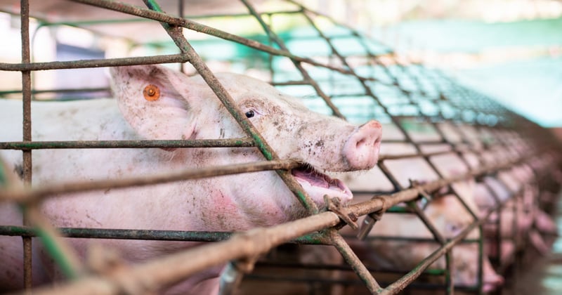 Foto de um porco mordendo a barra da jaula